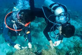 Việt Nam là một trong những điểm đến lặn biển được khách quốc tế thích nhất