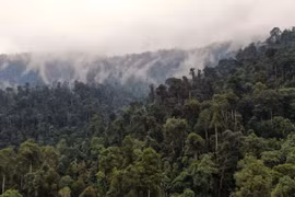 Tết rừng, mĩ tục của người Mông