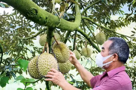 Lâm Đồng kiềm chế tăng trưởng nóng diện tích trồng sầu riêng