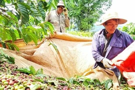 Chuyện “mùa đỏ” ở Buôn Mê