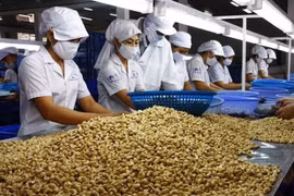 Việt Nam nhập khẩu hơn 1 triệu tấn hạt điều trong 4 tháng đầu năm 2025