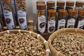 Giá cà phê hôm nay 30-3: Yếu tố đẩy lên 'đỉnh nóc'