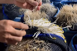 Lỗ hổng thực phẩm bẩn