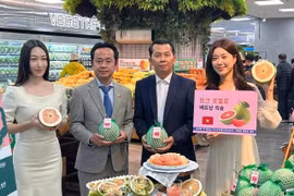 Bưởi Việt Nam được bán trong chuỗi siêu thị lớn nhất Hàn Quốc