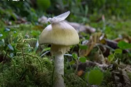 Loài nấm nguy hiểm nhất thế giới gây ngộ độc như thế nào?