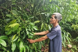 Thủ lĩnh của làng