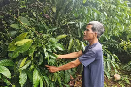 Thủ lĩnh của làng