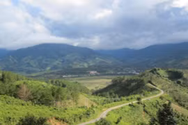 Lộc rừng ở "chín tầng mây"...