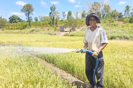 Làng Pan nguy cơ mất mùa lúa