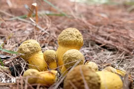 Lâm Đồng: Cẩn trọng với trào lưu hái nấm trên rừng thông Đà Lạt