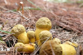 Lâm Đồng: Cẩn trọng với trào lưu hái nấm trên rừng thông Đà Lạt