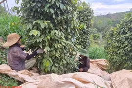 Giá tiêu hôm nay 15-4: Giải mã vị trí số 1 của tiêu Việt Nam