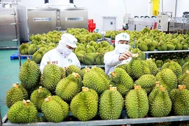 Kim ngạch xuất khẩu sầu riêng giảm 370 triệu USD trong 4 tháng đầu năm
