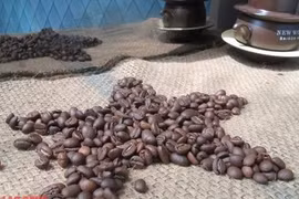 Giá cà phê hôm nay 11-5: Rời xa mốc kỳ vọng