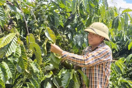 Nhiều lợi ích khi nông dân Ia Phí canh tác theo hướng hữu cơ