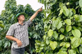 Trồng tiêu xanh trái vụ - một hướng đi mới