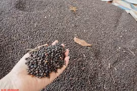 Giá tiêu hôm nay 16-4: Sắp trở lại mốc kỷ lục