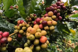 Giá cà phê hôm nay 2/2: Thế giới giảm nhẹ, trong nước ổn định