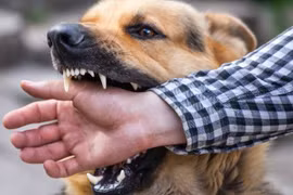 Đắk Lắk: Ghi nhận ca tử vong thứ 5 nghi do bệnh dại từ đầu năm đến nay