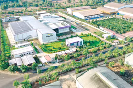 Chanh dây: Cơ hội vàng cho nông dân trong bối cảnh thị trường thế giới rộng mở