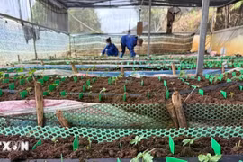 Kon Tum tiếp tục yêu cầu kiểm tra lại việc mã số vùng trồng cho sâm Ngọc Linh