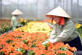 Nông nghiệp công nghệ cao chiếm hơn 21% diện tích canh tác tại Lâm Đồng