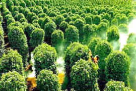 Kim ngạch xuất khẩu hồ tiêu tăng 45%