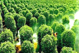 Kim ngạch xuất khẩu hồ tiêu tăng 45%
