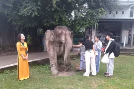 Bình Định tăng cường quản lý, bảo quản, tu bổ, phục hồi di tích