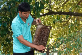 Chàng trai miền Tây nuôi ong, thu 2.000 lít mật/tháng