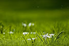 Cỏ xanh về phía cũ