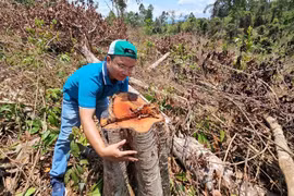 Khởi tố vụ phá rừng cách trụ sở UBND huyện 2 km