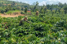 Lần đầu tiên Đắk Nông bảo hiểm lượng mưa cho cà phê