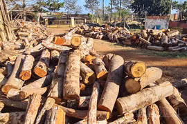 Chuyển công an điều tra vụ phá rừng phòng hộ biên giới Đắk Nông