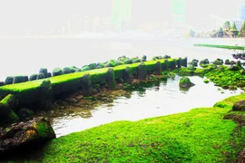 Sóng biển vỗ về rêu xanh