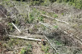 Vụ phá rừng ở Kon Tum: Kiểm điểm trách nhiệm tổ chức, cá nhân liên quan