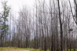 Khẩn trương phục hồi rừng dương An Lương