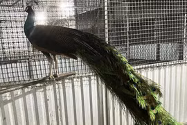 Nuôi chim công xanh, chàng trai miền Tây thu lãi gần 300 triệu đồng/năm