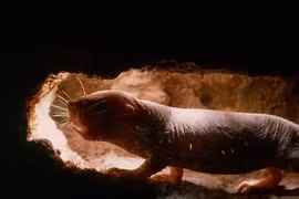 Tìm ra bí quyết trường thọ ở loài chuột có tiềm năng áp dụng trên người