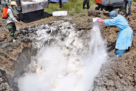 Quy định hỗ trợ cơ sở sản xuất có động vật buộc phải tiêu hủy do dịch bệnh