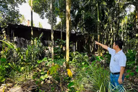 Cơ sở sấy cau gây ô nhiễm khu dân cư