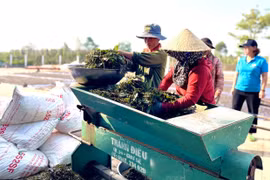 Cảnh báo tình trạng hồ tiêu xuất khẩu bị nhiễm chất sudan