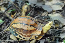Loài rùa 'đẹp nhất thế giới' kêu cứu