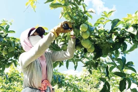 Xuất khẩu nông sản: Kỳ vọng bứt phá từ lợi thế vùng nguyên liệu