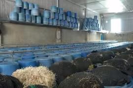 Vụ giá đỗ sử dụng chất cấm: Tăng trách nhiệm cơ sở sản xuất, phân phối sản phẩm