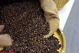 Giá tiêu hôm nay 17-4: Tăng mạnh nhất là tiêu đen
