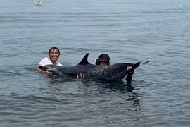 Cá heo 200 kg mắc cạn tại cảng Tiên Sa, Đà Nẵng