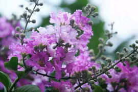 Ngoái nhìn thương nhớ