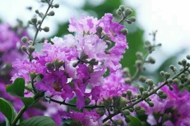 Ngoái nhìn thương nhớ