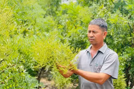 Nông dân Ia Blứ trồng hoa hòe theo tiêu chuẩn VietGAP